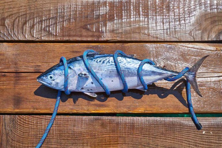 Fisch im Ganzen oder mit Marinade auf dem Grill