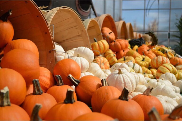 Herbstzeit ist Kürbiszeit