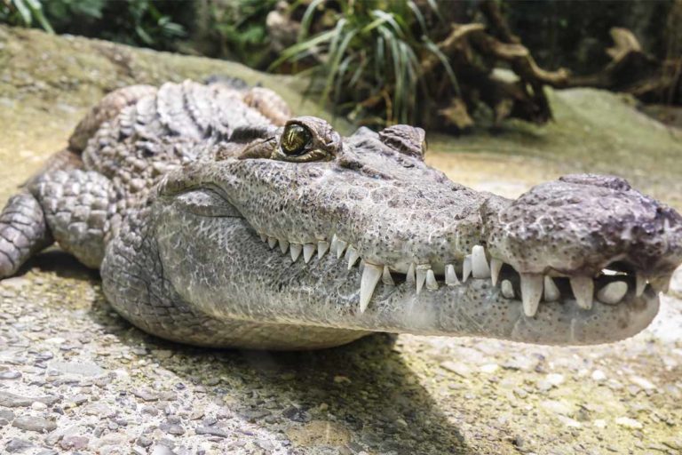 Exotisches Grillen: Krokodil I