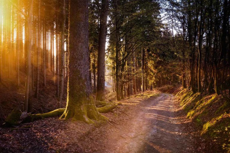 Wanderweg in Thüringen – vom Bier zur Bratwurst