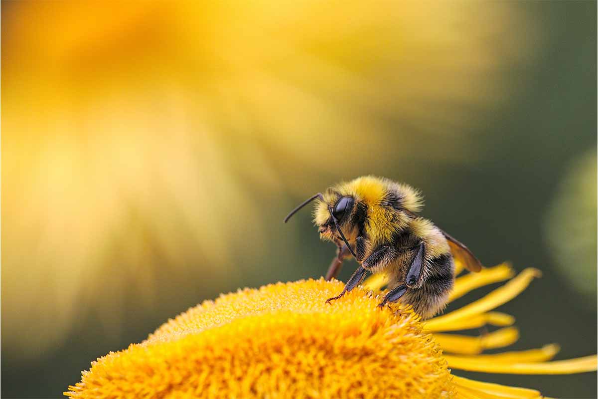 Grillen: Verhalten bei Wespen- und Bienenstichen