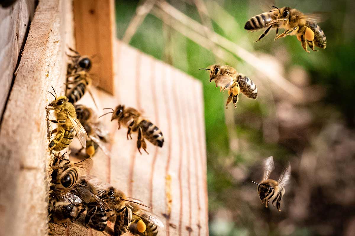 Wespen, Bienen, Hornissen – ungeliebte Untermieter