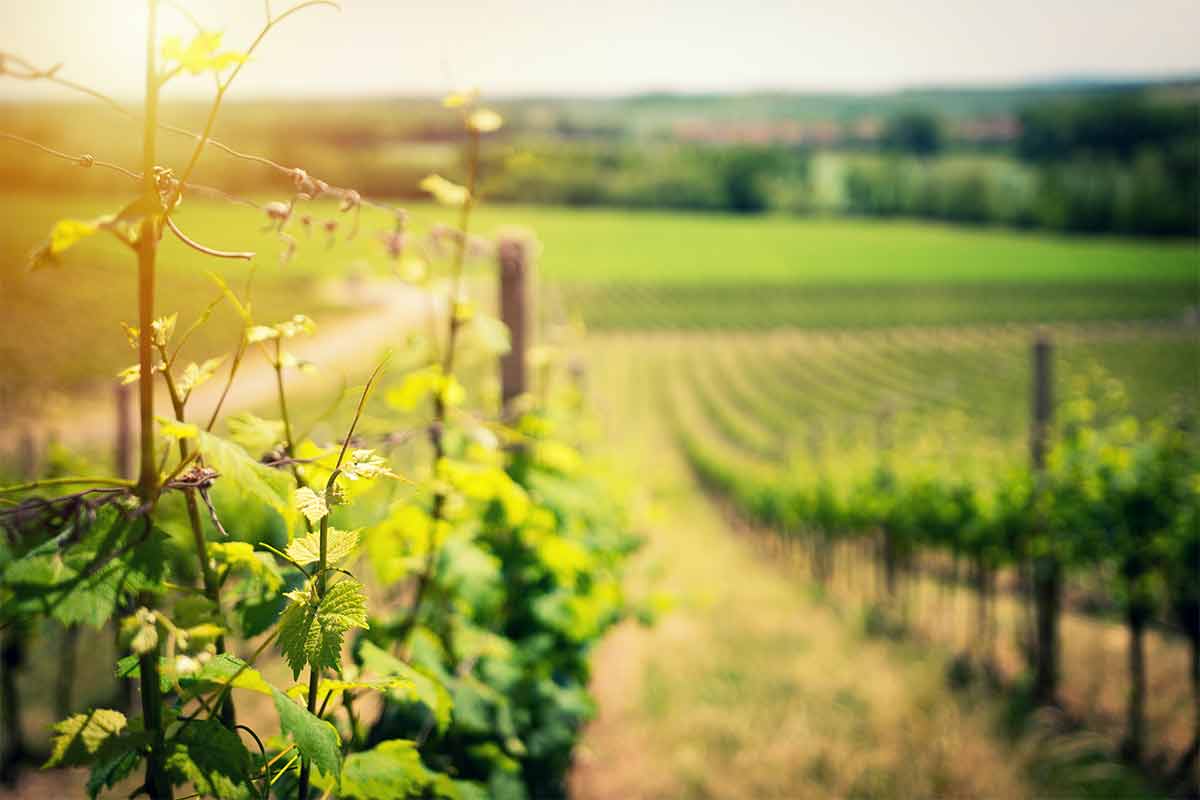 Federweißer - neuer Wein passt auch zum Grillen