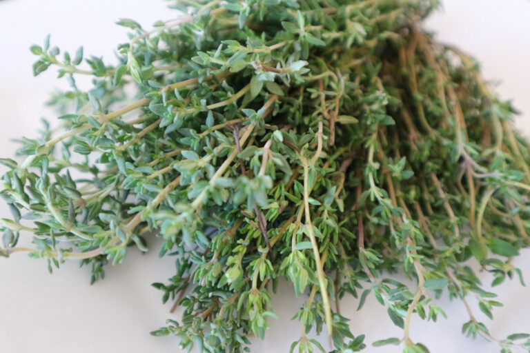 Kleine Kräuterkunde: Oregano